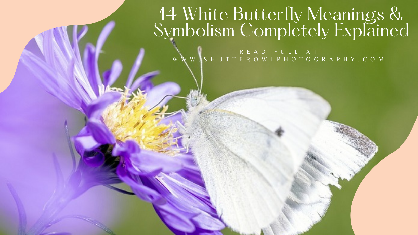 meaning of white butterfly