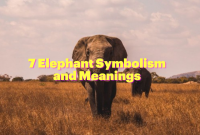 what do elephants symbolize