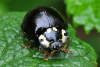 what does a black ladybug symbolize