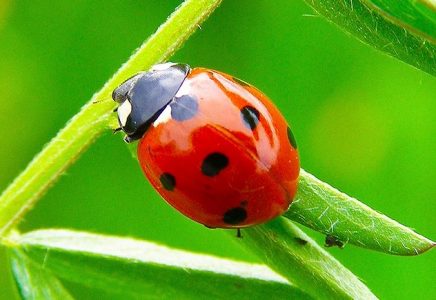 red ladybug spiritual meaning