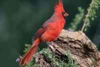 Cardinal meaning in spirutual