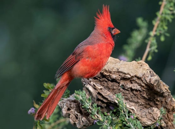Cardinal meaning in spirutual