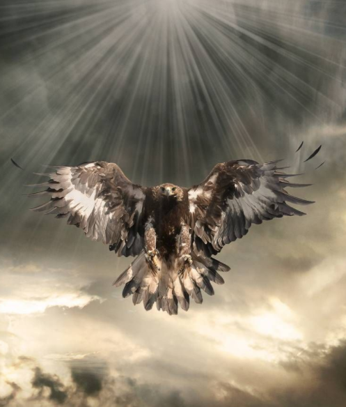 Spiritual meaning of hawk
